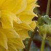 Dahlia 'Grand Prix', flowers