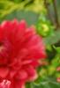 Dahlia 'Garden Wonder', flowers