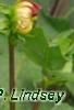 Dahlia 'Garden Wonder', flowers