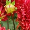 Dahlia 'Garden Wonder', flowers