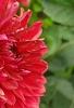 Dahlia 'Garden Wonder', flowers