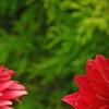 Dahlia 'Garden Wonder', flowers