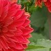 Dahlia 'Garden Wonder', flowers
