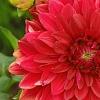Dahlia 'Garden Wonder', flowers