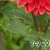 Dahlia 'Garden Wonder', flowers