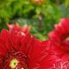 Dahlia 'Garden Wonder', flowers