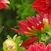 Dahlia 'Garden Wonder', flowers