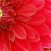 Dahlia 'Garden Wonder', flowers