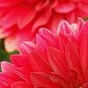 Dahlia 'Garden Wonder', flowers
