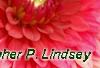 Dahlia 'Garden Wonder', flowers