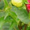 Dahlia 'Garden Wonder', flowers