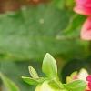 Dahlia 'Garden Wonder', flowers