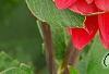 Dahlia 'Garden Wonder', flowers