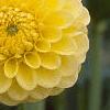 Dahlia 'Katja', flowers
