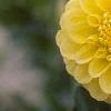 Dahlia 'Katja', flowers