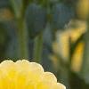 Dahlia 'Katja', flowers