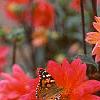 Dahlia 'Karma Fuchsiana', flowers
