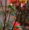 Dahlia 'Karma Fuchsiana', flowers
