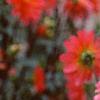 Dahlia 'Karma Fuchsiana', flowers