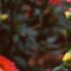 Dahlia 'Karma Fuchsiana', flowers