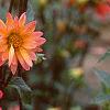 Dahlia 'Karma Fuchsiana', flowers