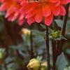 Dahlia 'Karma Fuchsiana', flowers