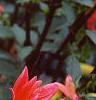 Dahlia 'Karma Fuchsiana', flowers