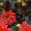 Dahlia 'Karma Fuchsiana', flowers