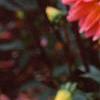 Dahlia 'Karma Fuchsiana', flowers