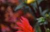 Dahlia 'Karma Fuchsiana', flowers