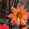 Dahlia 'Karma Fuchsiana', flowers