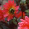 Dahlia 'Karma Fuchsiana', flowers
