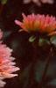 Dahlia 'Gallery Leonardo', flowers