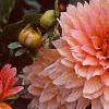 Dahlia 'Gallery Leonardo', flowers