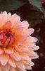 Dahlia 'Gallery Leonardo', flowers