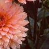 Dahlia 'Gallery Leonardo', flowers