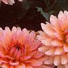 Dahlia 'Gallery Leonardo', flowers