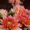 Dahlia 'Gallery Leonardo', flowers