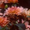 Dahlia 'Gallery Leonardo', flowers