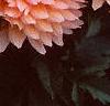 Dahlia 'Gallery Leonardo', flowers