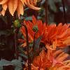 Dahlia 'Ludwig Helford', habit