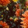 Dahlia 'Ludwig Helford', habit