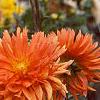 Dahlia 'Ludwig Helford', habit