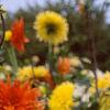 Dahlia 'Ludwig Helford', habit