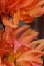 Dahlia 'Ludwig Helford', flowers