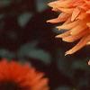 Dahlia 'Ludwig Helford', flowers