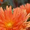 Dahlia 'Ludwig Helford', flowers