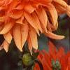 Dahlia 'Ludwig Helford', flowers
