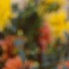 Dahlia 'Ludwig Helford', flowers