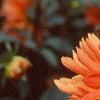 Dahlia 'Ludwig Helford', flowers